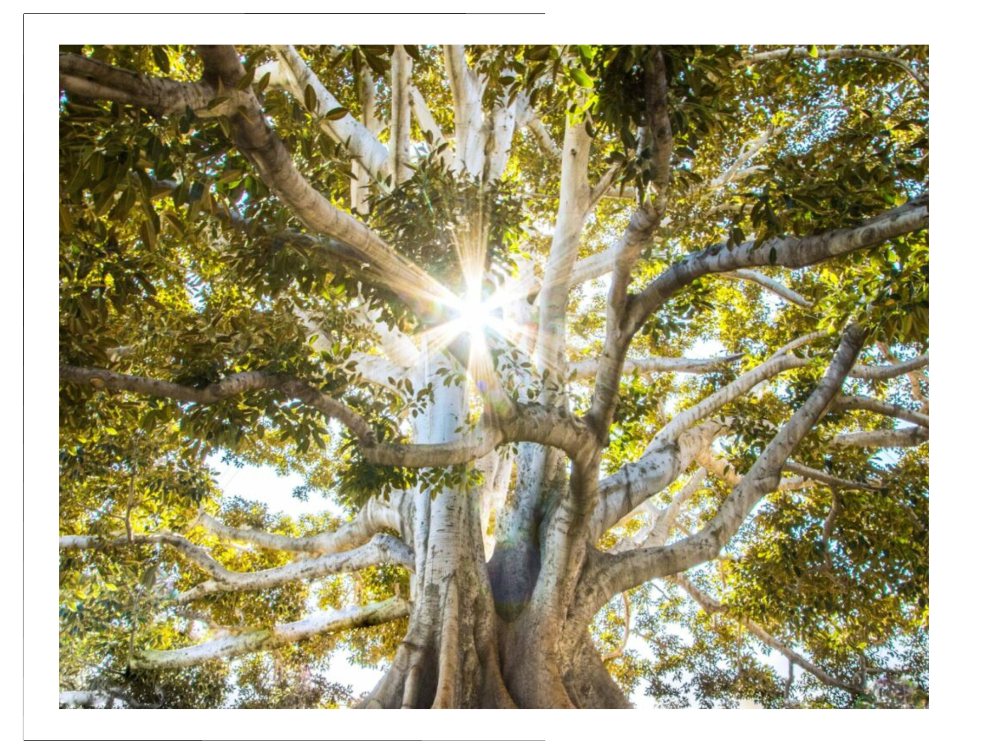 Arbre énergétique - donner du sens aux énergies